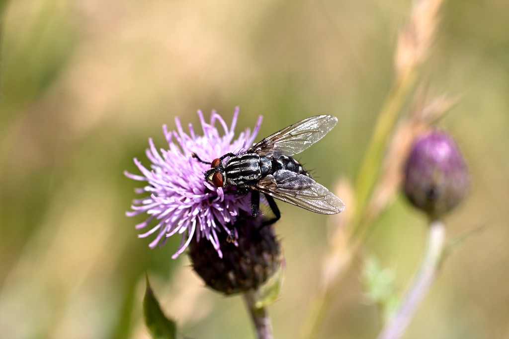 hellegatsplaten natuurgebied natuur staatsbosbeheer goeree overflakkee heckrunderen hdr fjordenpaarden vogelkijkhut